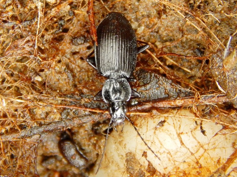 Carabidae del Parco del Ticino